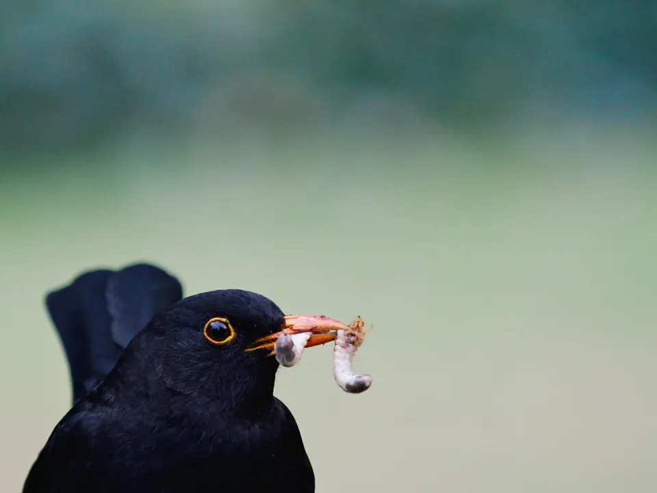 Eine Nahaufnahme einer Amsel, die vor einem unscharfen grünen Hintergrund einen Wurm im Schnabel hält.
